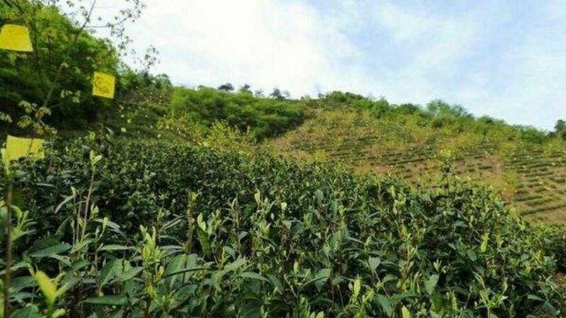 种植成本是影响每亩年收入的重要因素之一。合作社可以通过以下措施降低成本：
