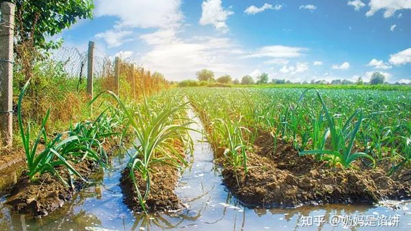 农资批发市场：如何挑选可靠进货渠道**